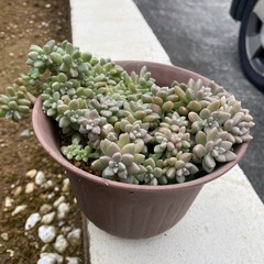 多肉植物🪴姫秋麗
