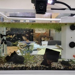 ヌマエビ、タニシ