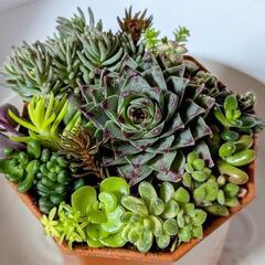 多肉植物🌱センペルビウムの寄せ植え