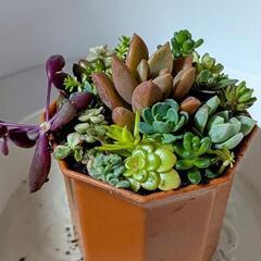 多肉植物🌱ブロンス姫の寄せ植え