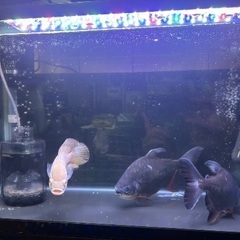 魚販売