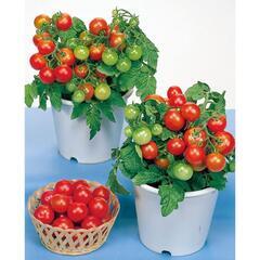 レジナトマト🍅幼苗【1苗30円】