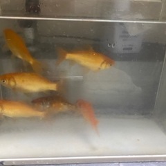 金魚５匹