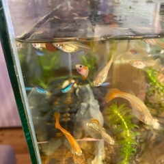 グッピー(オス・メス)MIX 10匹の画像