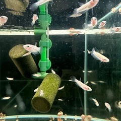 ワイルドベタ　ターコイズドラゴン（アントゥタ）　稚魚