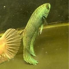 ワイルドベタ　ターコイズドラゴン（アントゥタ）　稚魚の画像