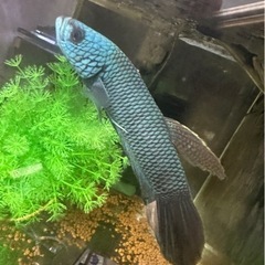 ワイルドベタ　ターコイズドラゴン（アントゥタ）　稚魚の画像