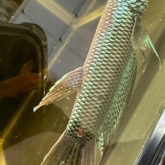 ワイルドベタ　ターコイズドラゴン（アントゥタ）　稚魚の画像