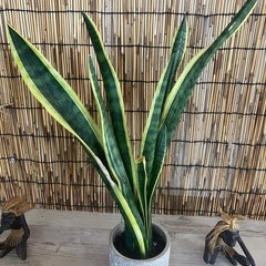 サンセベリア　観葉植物