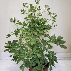 【取引中】🌿お花も飾って可愛い長命草高さ80cm／サクナ🌿幹極太...