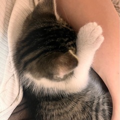 緊急募集！メス猫ちゃん🐱