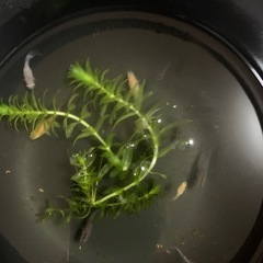 めだか10匹と水草で