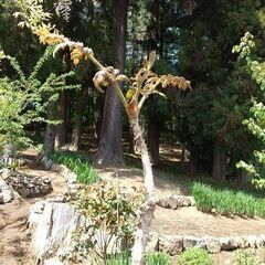 （最後の１鉢）★★春の山菜（タラの芽）「天然タラの木（成長樹／樹高170センチ）」プラ鉢植え／耐寒性宿根多年樹★★の画像