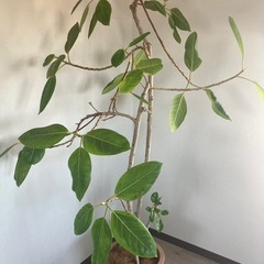 観葉植物