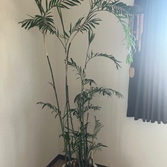観葉植物