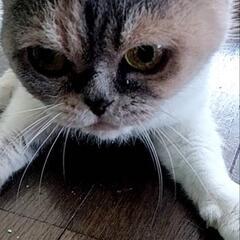猫ちゃん − 神奈川県