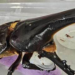 カブトムシくじ