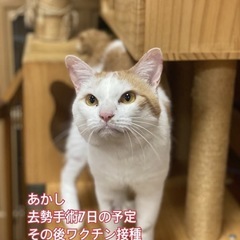 おしゃべりな白茶くん