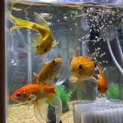 金魚5匹と水槽のセットの画像