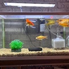 金魚5匹と水槽のセット