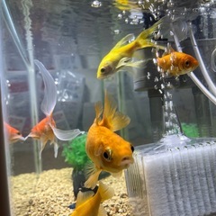 金魚5匹と水槽のセットの画像