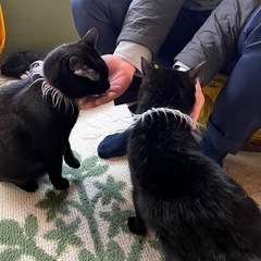 猫(ニャンズ)に癒される 猫のいるハワイアンリラクゼーションサロ...
