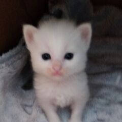 4/13生　白グレー男の子　里親さん募集します🐈 - 猫