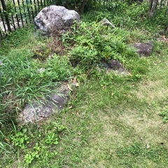 日本庭園　庭石　土あります　無料！の画像