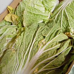 白菜　1玉300円①の画像