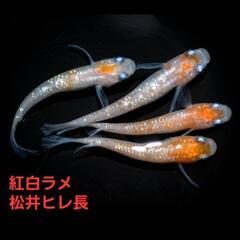 取引中止【改良メダカ】🐠紅白ラメ　ヒレ長🐠成魚2ペア🐠現物投稿🐠の画像