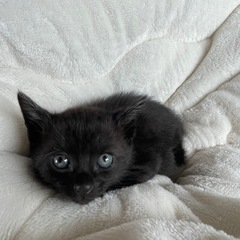 生後１ヶ月黒猫