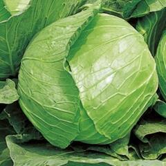 No.135【苗】超お得品‼️家庭菜園等にお薦め‼️⑩ブランド野菜の苗【バラエティーセット(A)】40個3300円(1個70円～120円)‼️相場同品種1個128円～248円＋税‼の画像