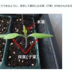 No.135【苗】超お得品‼️家庭菜園等にお薦め‼️⑩ブランド野菜の苗【バラエティーセット(A)】40個3300円(1個70円～120円)‼️相場同品種1個128円～248円＋税‼の画像