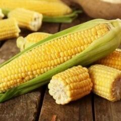 No.135【苗】超お得品‼️家庭菜園等にお薦め‼️⑩ブランド野菜の苗【バラエティーセット(A)】40個3300円(1個70円～120円)‼️相場同品種1個128円～248円＋税‼の画像