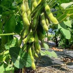 No.135【苗】超お得品‼️家庭菜園等にお薦め‼️⑩ブランド野菜の苗【バラエティーセット(A)】40個3300円(1個70円～120円)‼️相場同品種1個128円～248円＋税‼の画像