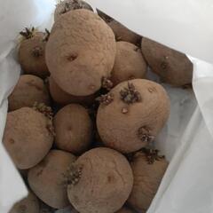 じゃがいも🥔種芋に