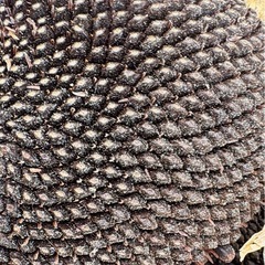 ヒマワリの種🌻
