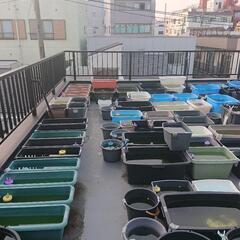 【北向きめだか】 メダカ販売