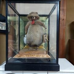 狸の剥製