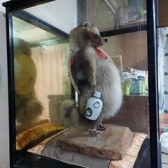 狸の剥製の画像