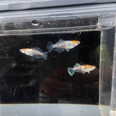 メダカ　三色　光体型　産卵中　オス2メス1の画像