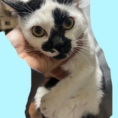 【里親さん募集】白黒の可愛いにゃんこ