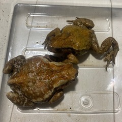 アズマヒキガエル　ワイルド個体