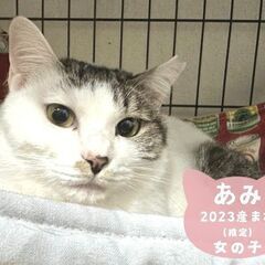 5/11日曜日　譲渡会in溝の口駅北口　家族にしてください - 川崎市