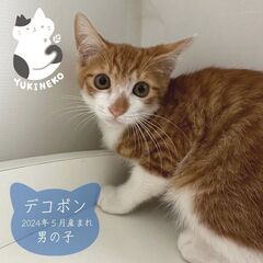 5/11日曜日　譲渡会in溝の口駅北口　家族にしてください - 猫