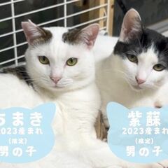 5/11日曜日　譲渡会in溝の口駅北口　家族にしてください - 里親募集