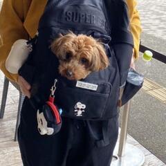 スヌーピーハグ＆リュック キャリーバッグ 【小型犬】の画像