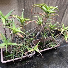 アロエ　たくさんの画像