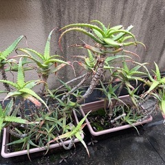 アロエ　たくさんの画像