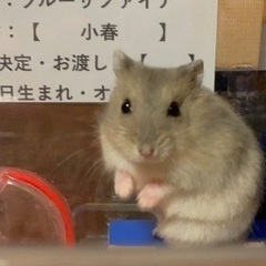 ①ジャンガリアンハムスター里親募集